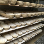 Bread forms for fermentation at Bakery Roth in Erfurt